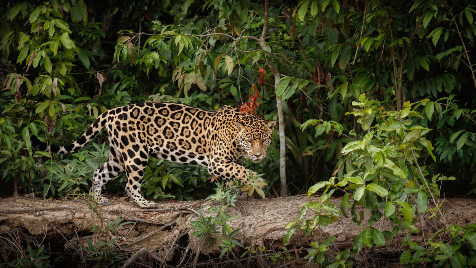 Wilpattu National Park Safari